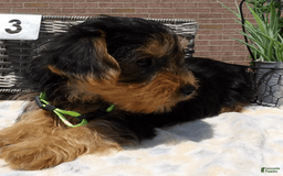Yorkshire Terrier dogs for sale: Tarzan - Image 1