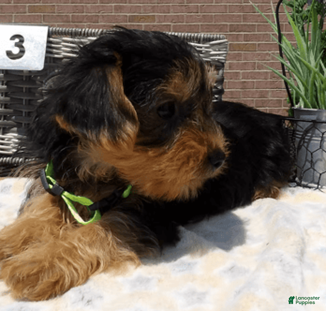 Yorkshire Terrier dogs for sale: Tarzan - Image 1