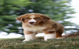 Australian Shepherd dogs for sale: Dune - Image 5