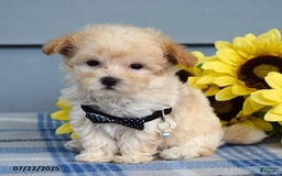 Maltipoo dogs for sale: Nevin - Image 3