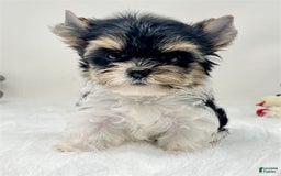 Yorkshire Terrier dogs for sale: Yorkie - Image 1