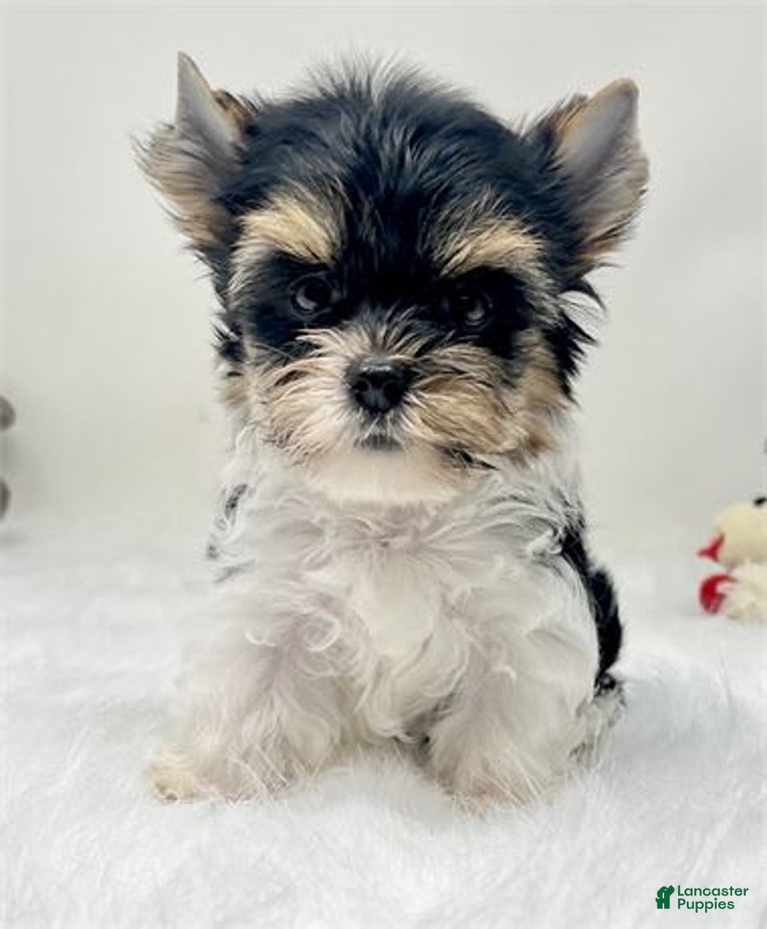 Yorkshire Terrier dogs for sale: Yorkie - Image 1