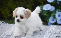 Cavapoo dogs for sale: Hana - Image 10