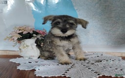 Miniature Schnauzer dogs for sale: Charlie - Image 3