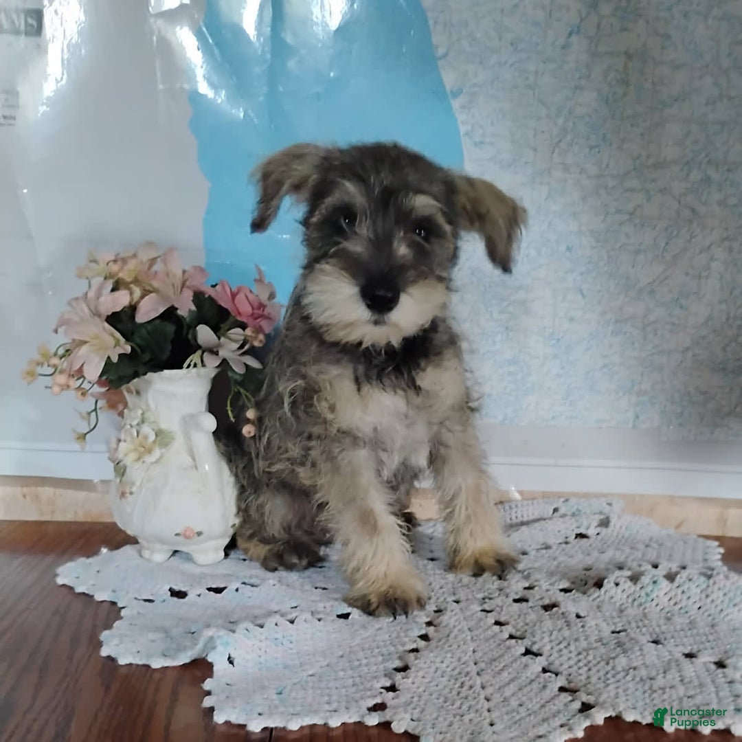 Miniature Schnauzer dogs for sale: Charlie - Image 3