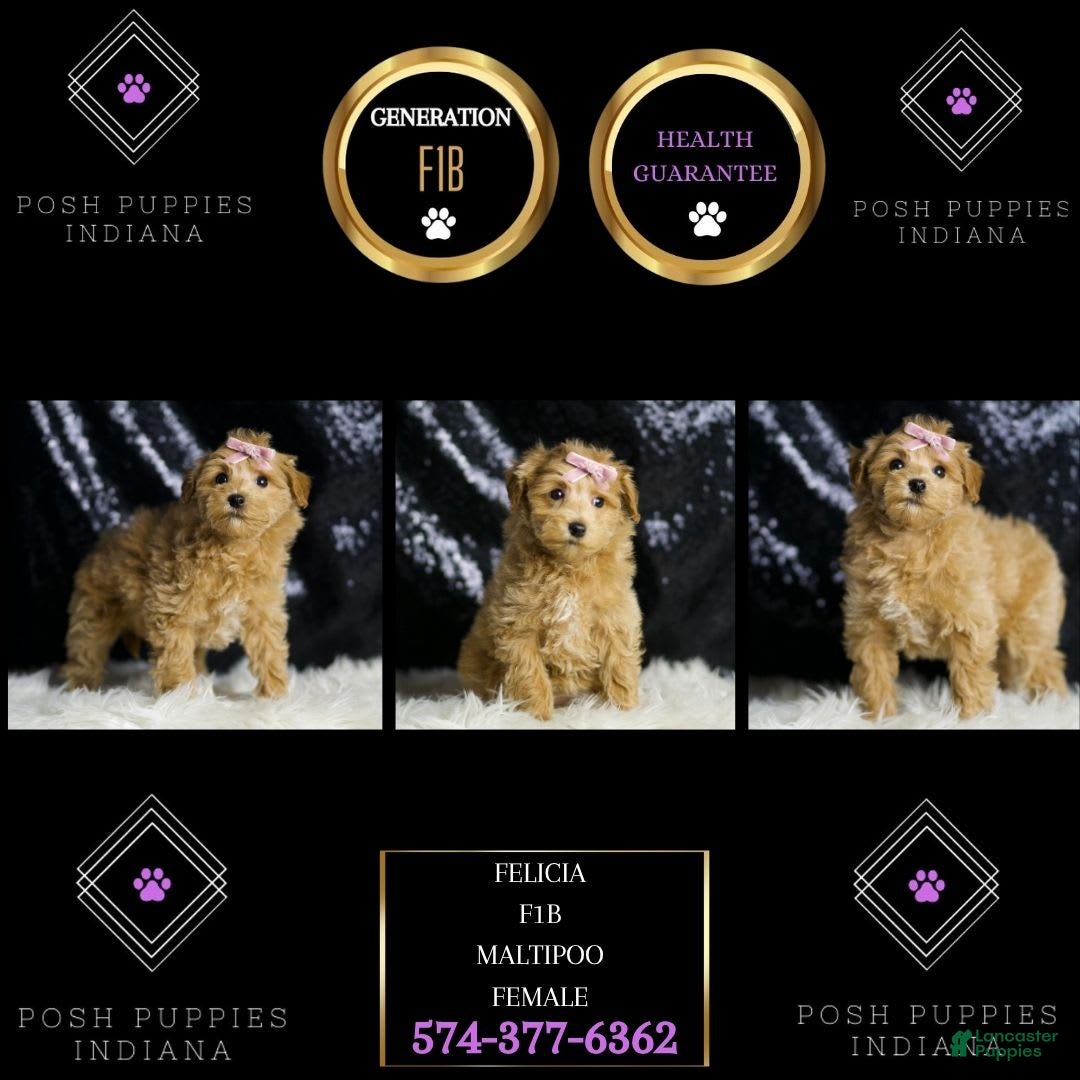 Maltipoo dogs for sale: Felicia - Image 3