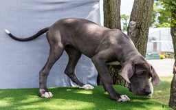 Great Dane dogs for sale: Molly - Image 5