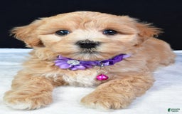 Maltipoo dogs for sale: Beth - Image 1