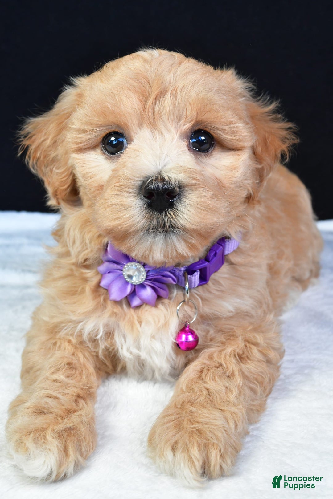 Maltipoo dogs for sale: Beth - Image 1