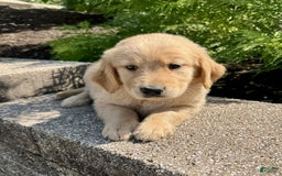 Golden Retriever dogs for sale: Frankie - Image 1