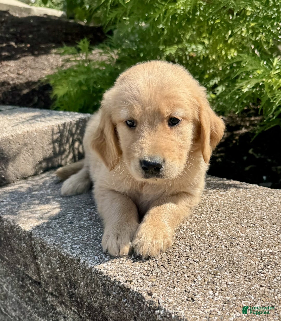 Golden Retriever dogs for sale: Frankie - Image 1