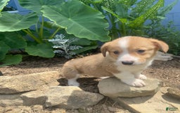 Welsh Corgi Pembroke dogs for sale: Pippy - Image 9