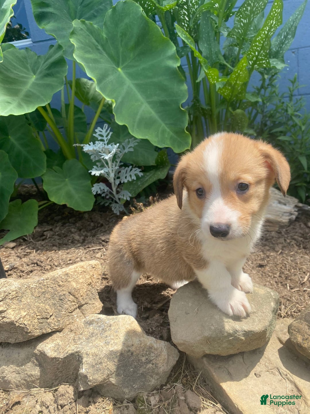 Welsh Corgi Pembroke dogs for sale: Pippy - Image 9