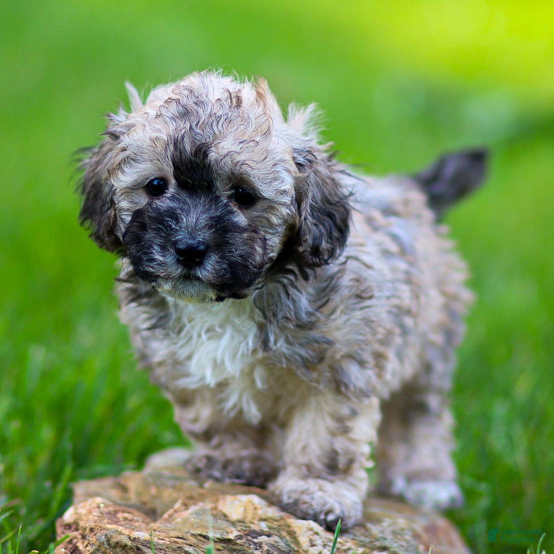 Miniature Poodle dogs for sale: Roscoe - Image 3