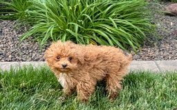 Maltipoo dogs for sale: Macon - Image 16