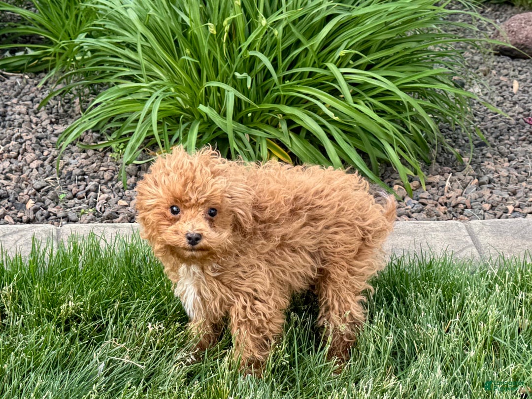 Maltipoo dogs for sale: Macon - Image 16