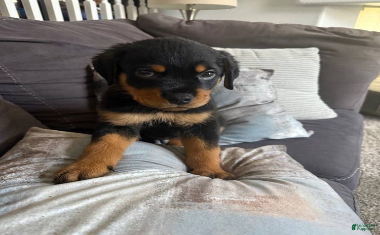 Rottweiler dogs - Advert 17
