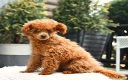 Cavapoo dogs for sale: Teddy - Image 3
