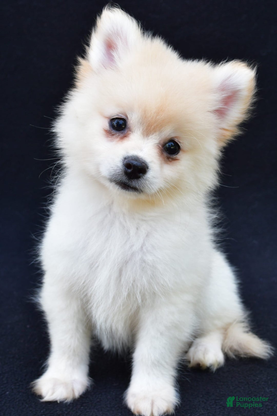 Pomeranian dogs for sale: Duke - Image 2