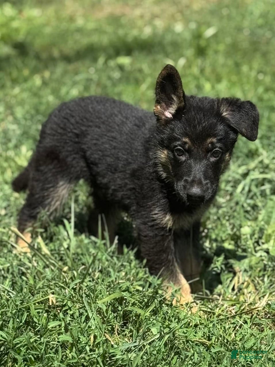 German Shepherd dogs for sale: Lola - Image 6