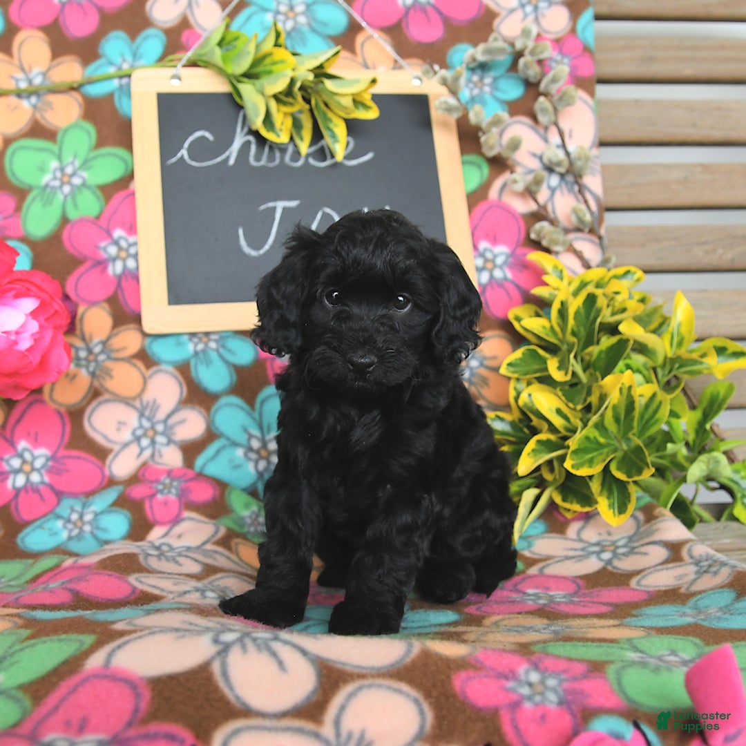 Miniature Poodle dogs for sale: Opal - Image 5