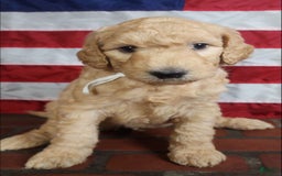 Goldendoodle dogs for sale: Molly - Image 3