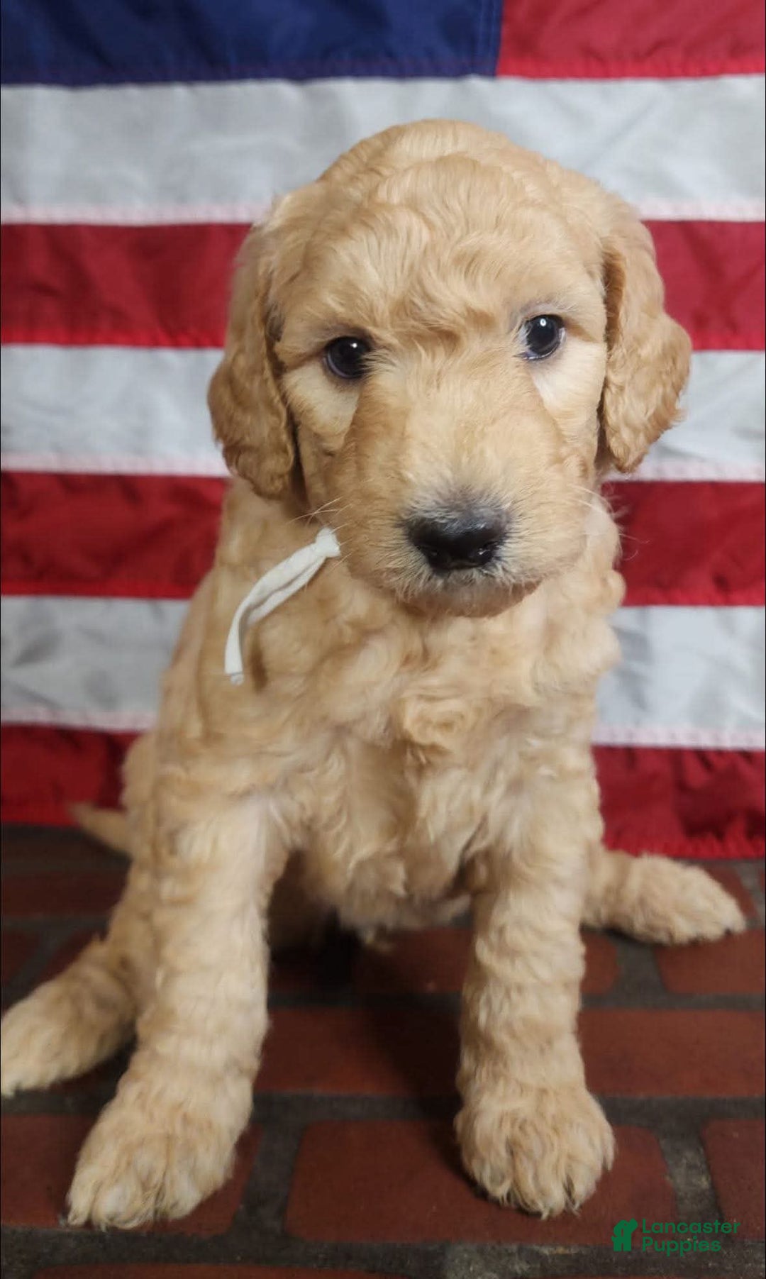 Goldendoodle dogs for sale: Molly - Image 3