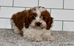 Cavapoo dogs for sale: Mia - Image 8