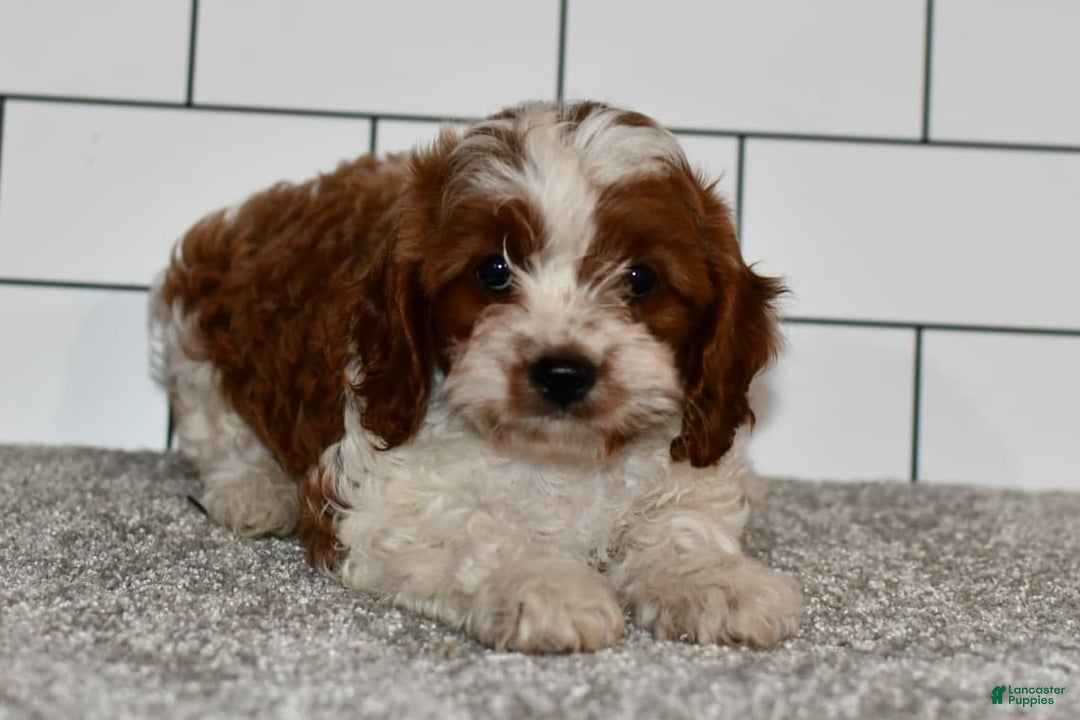Cavapoo dogs for sale: Mia - Image 8