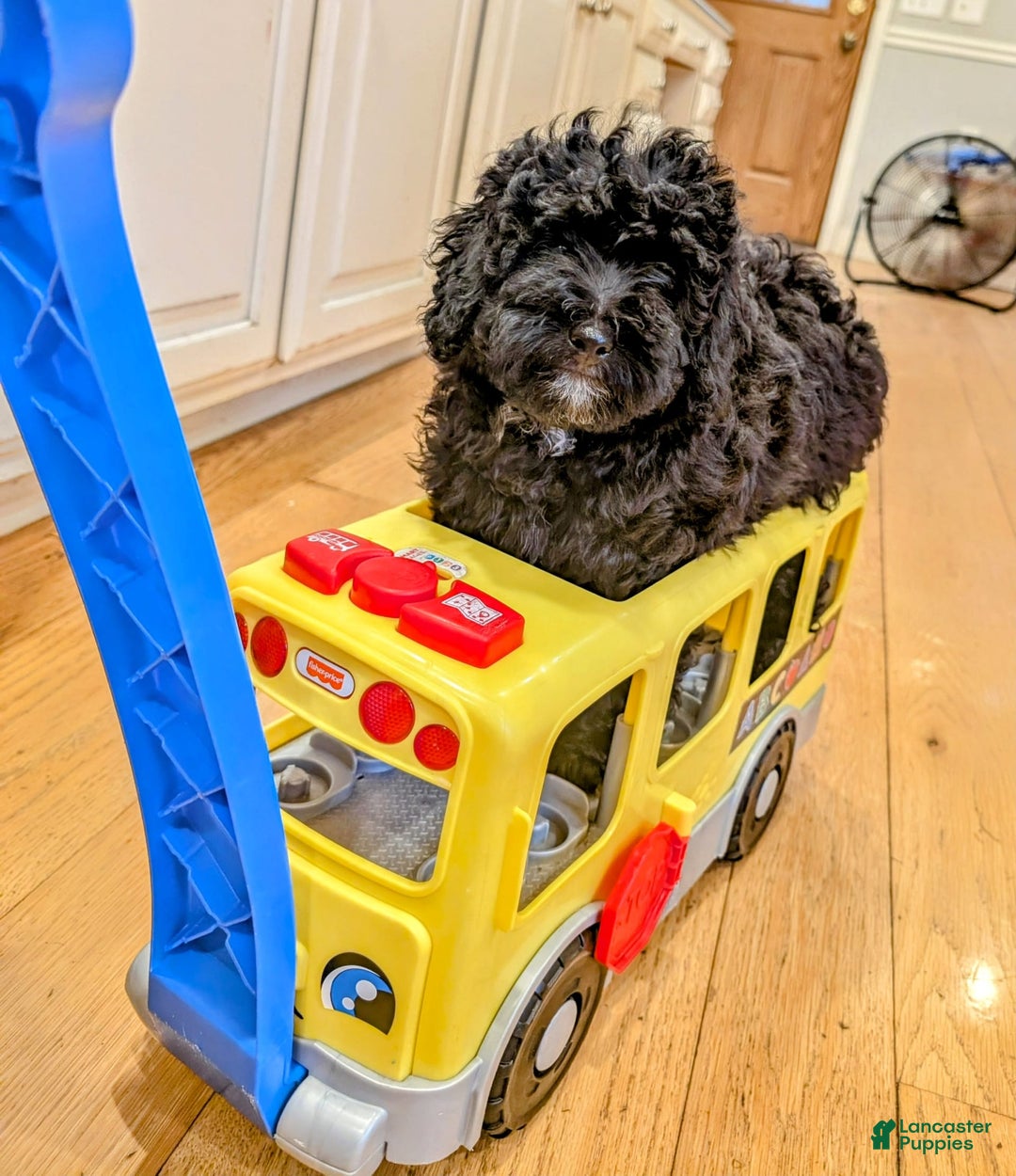 Mini Bernedoodle dogs for sale: Luna B. - Image 2