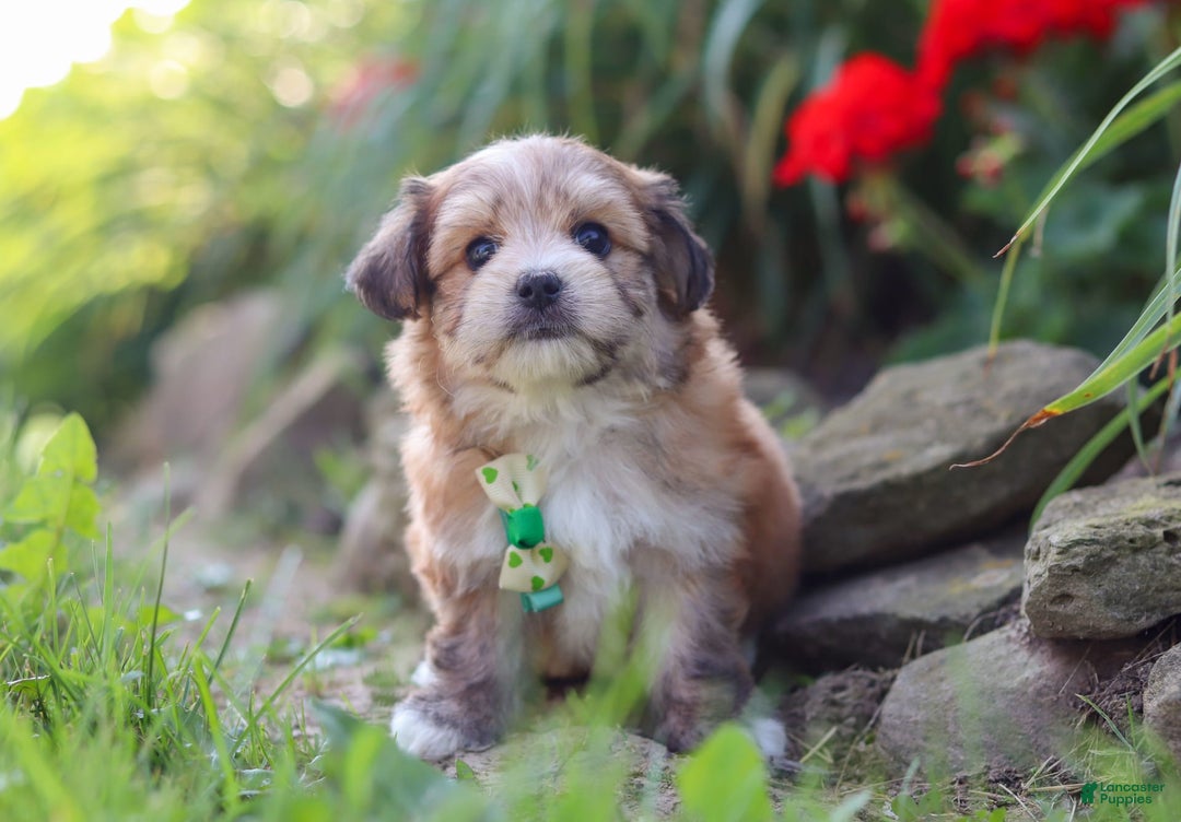 Morkie dogs for sale: Jesse - Image 12