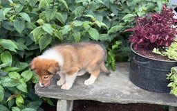 Collie dogs for sale: Aster - Image 2