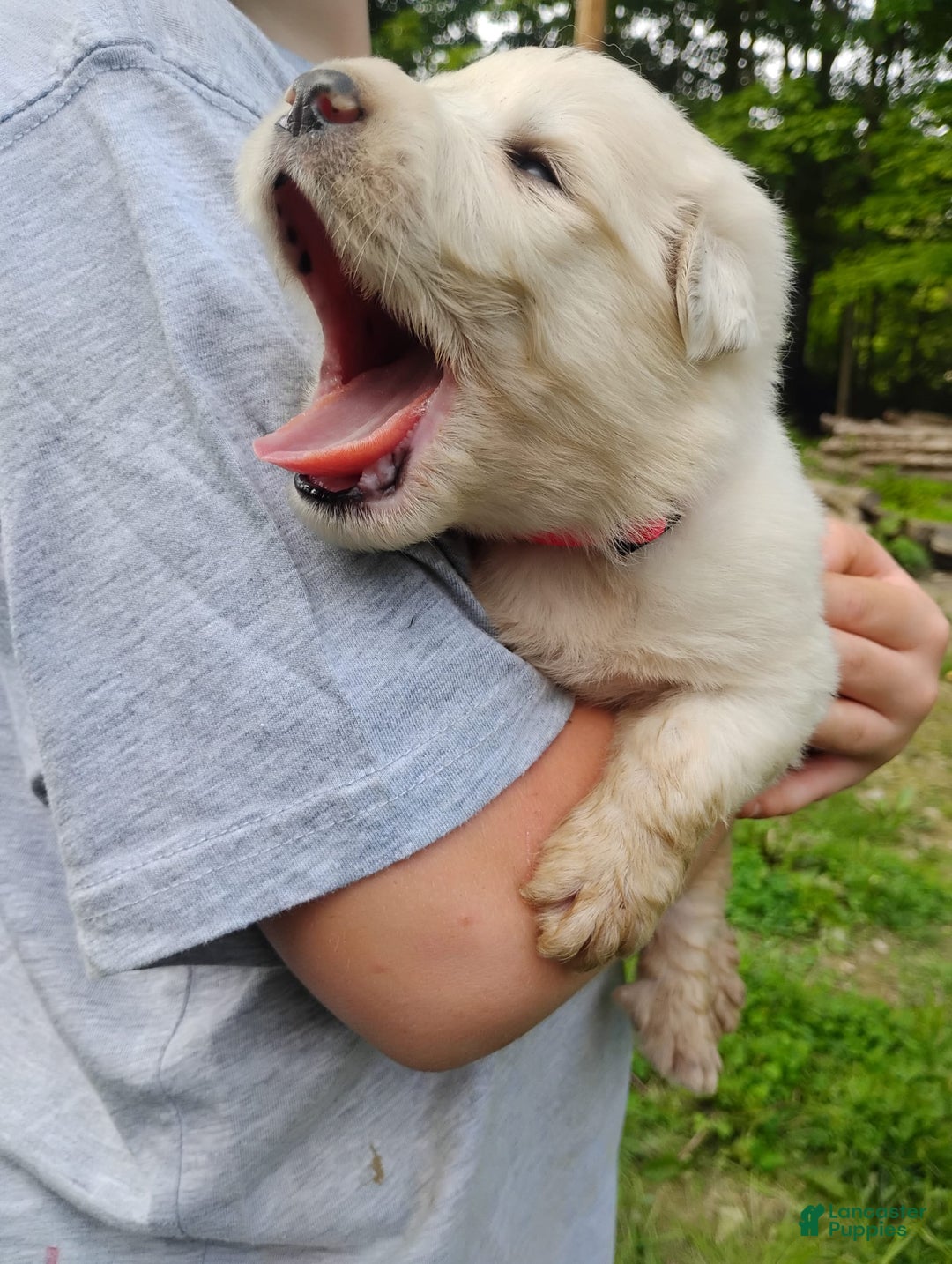 Great Pyrenees dogs for sale: Cedar - Image 1