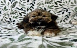 Shorkie dogs for sale: Sammy J - Image 6