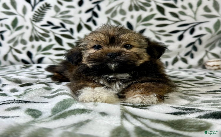 Shorkie dogs - Advert 7