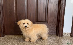 Maltipoo dogs for sale: Kobe - Image 4