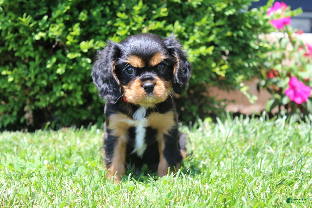 Cavalier King Charles Spaniel dogs for sale: Rex - Image 2