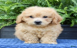 Bichpoo dogs for sale: Denver - Image 9
