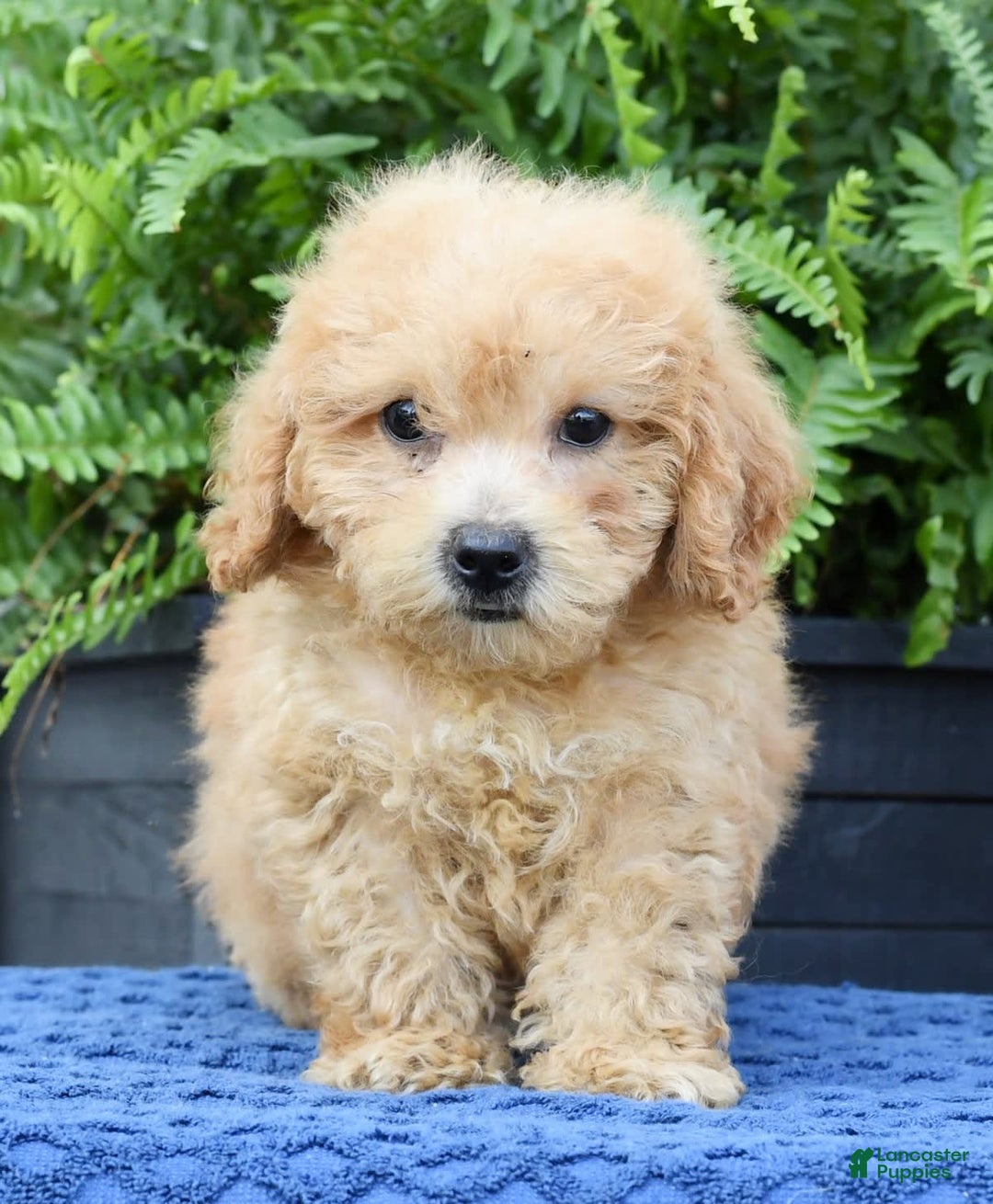 Bichpoo dogs for sale: Denver - Image 9