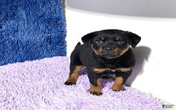 Rottweiler dogs for sale: Angeline - Image 6