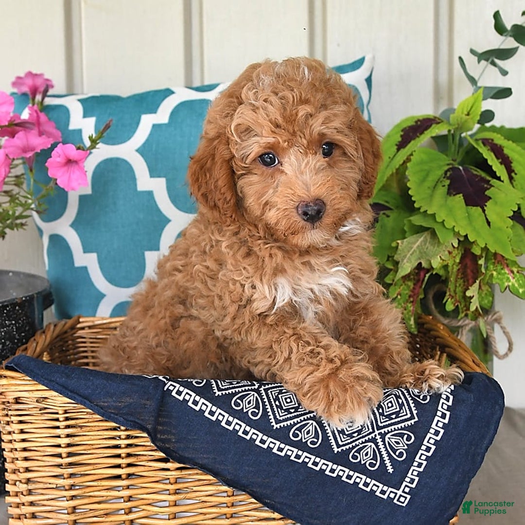 Miniature Poodle dogs for sale: Flash - Image 6