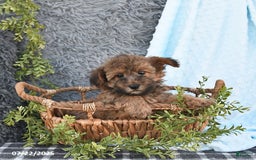 Havapoo dogs for sale: Brody - Image 2