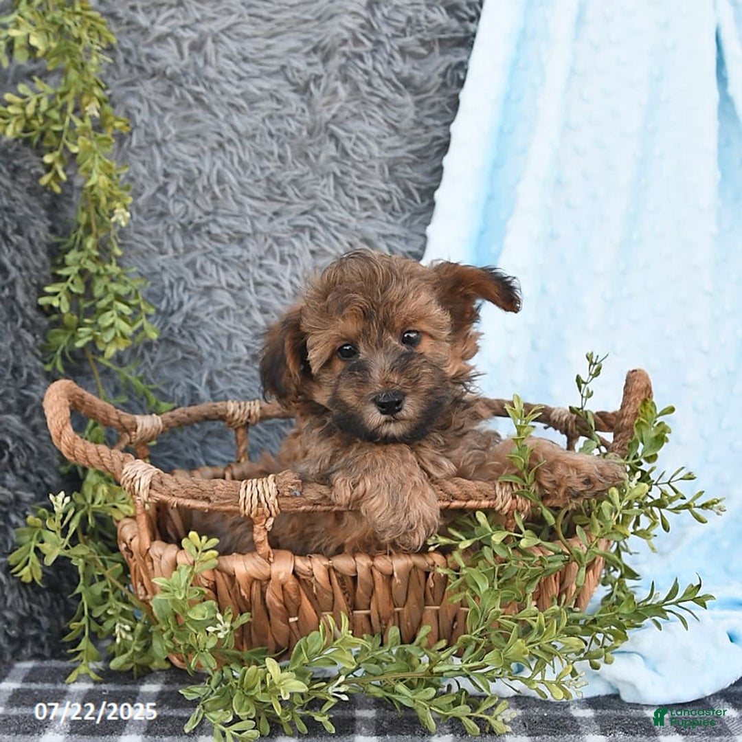 Havapoo dogs for sale: Brody - Image 2