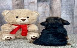 Yorkshire Terrier dogs for sale: Yorkshire Terrier 8 puppies - Image 6