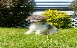 Teddy Bear dogs for sale: Bambi - Image 2