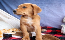 Beagle dogs for sale: Charlie - Image 8