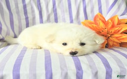 Eskipoo dogs for sale: Marshmallow - Image 2