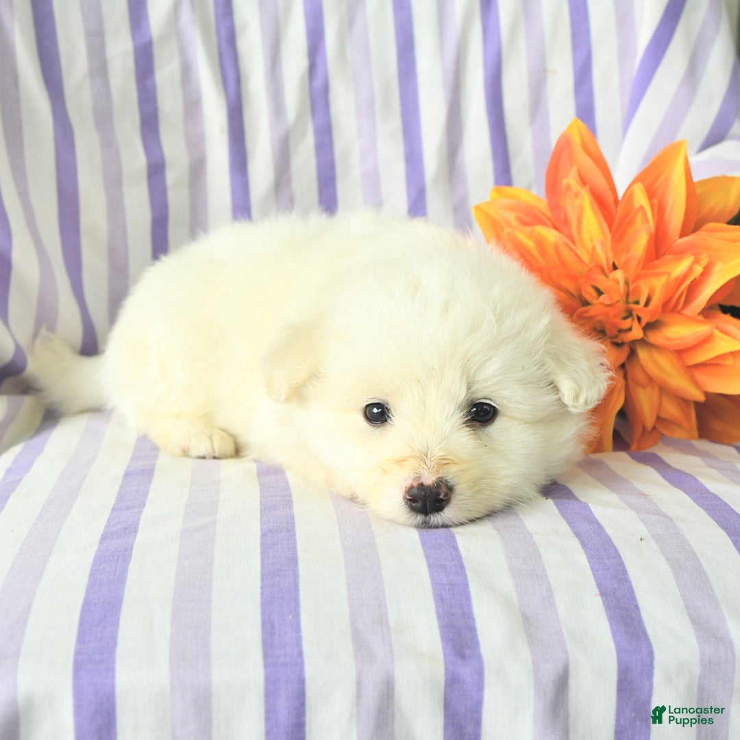 Eskipoo dogs for sale: Marshmallow - Image 2