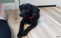 Labrador Retriever dogs for sale: Ruby - Image 3