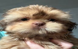 Shih Tzu dogs for sale: Brennan - Image 17